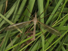 Tipula mediterranea