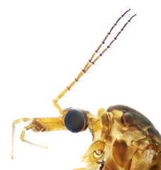 Tipula mediterranea