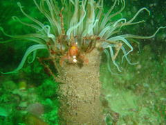 Achaeopsis spinulosa