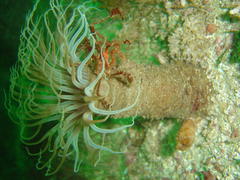 Achaeopsis spinulosa