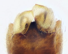 Tipula mediterranea