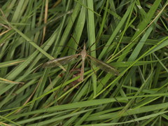 Tipula mediterranea