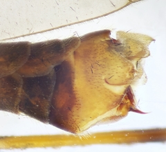 Tipula mediterranea