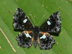 Calydna sturnula