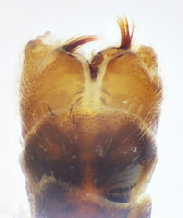 Tipula mediterranea