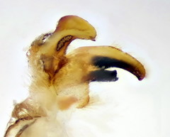 Tipula mediterranea