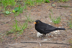 Turdus merula