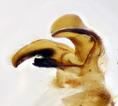 Tipula mediterranea