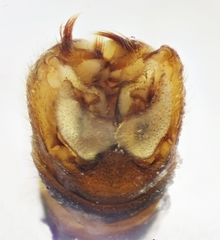 Tipula mediterranea