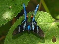 Rhetus arcius