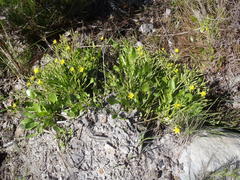 Villarsia capensis