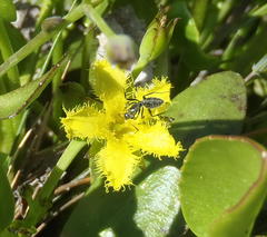 Villarsia capensis