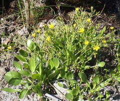 Villarsia capensis