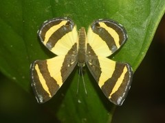 Baeotis euprepes