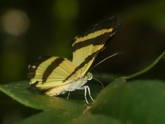 Baeotis euprepes