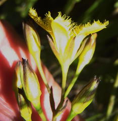 Villarsia capensis