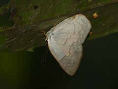 Euselasia euphaes
