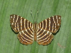 Hyphilaria thasus