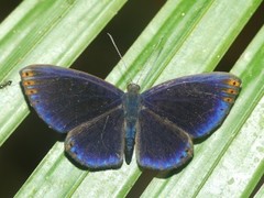 Metacharis regalis