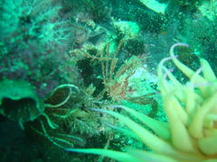 Macropodia falcifera