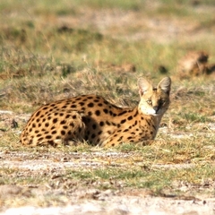 Leptailurus serval lipostictus