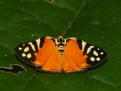 Symmachia rubina