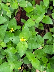 Calyptocarpus vialis image