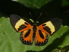Themone pais trivittata