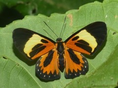 Themone pais trivittata