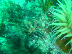 Macropodia falcifera