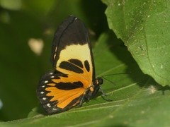 Themone pais trivittata
