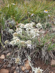 Leontopodium ochroleucum