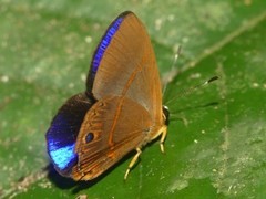 Euselasia violetta