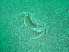 Ovalipes trimaculatus