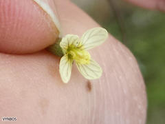 Erucastrum strigosum