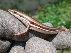 Marisora lineola