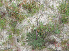 Erucastrum strigosum