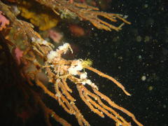 Achaeopsis spinulosa