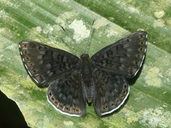 Exoplisia cadmeis