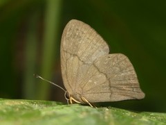 Euselasia brevicauda