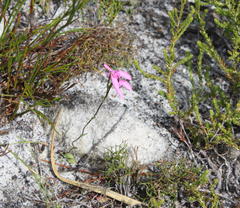 Disa obliqua