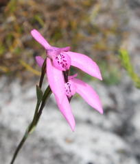 Disa obliqua