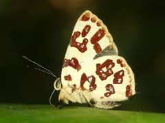 Anteros bracteata
