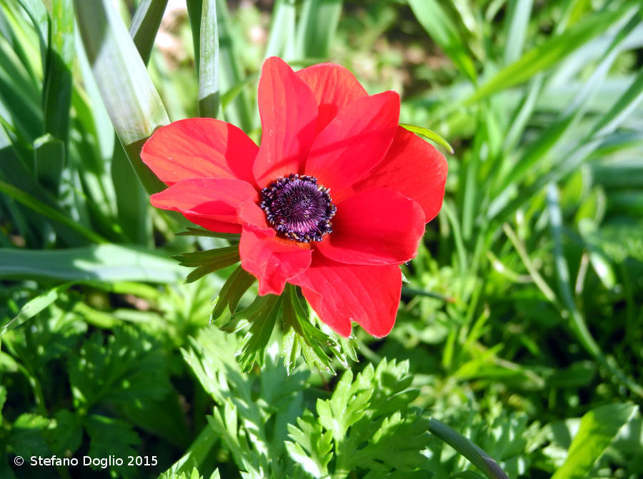 Anemone coronaria · Natusfera