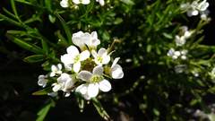 Cardamine dentata