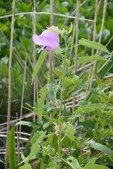 Hibiscus striatus lambertianus