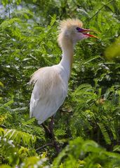 Bubulcus ibis