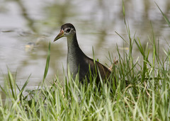 Amaurornis phoenicurus