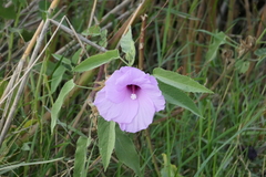 Hibiscus striatus lambertianus