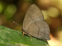 Euselasia brevicauda